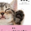 猫好きにおすすめの本16選！
